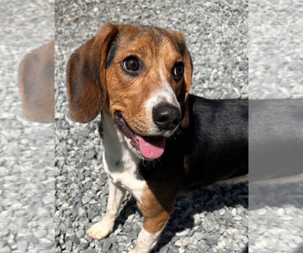 Medium Photo #2 Beagle Puppy For Sale in Thomasville, NC, USA