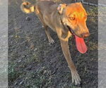 Small #4 American Pit Bull Terrier-Labrador Retriever Mix