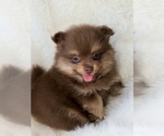 Small #1 Pomeranian