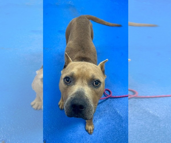 Medium Photo #5 Mutt Puppy For Sale in Woodbury, NY, USA