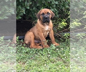 Cane Corso Puppy for sale in SHERMANS DALE, PA, USA