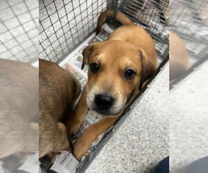 American Pit Bull Terrier-Unknown Mix Dogs for adoption in Pasadena, TX, USA
