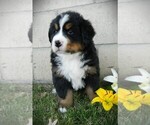 Puppy Bear Bernese Mountain Dog