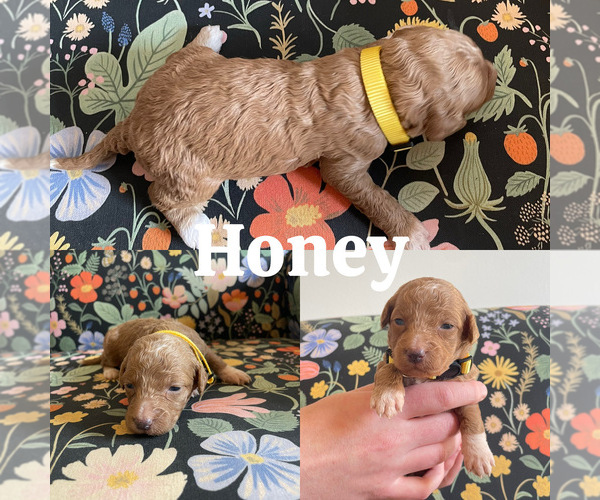 Medium Photo #2 Goldendoodle (Miniature) Puppy For Sale in NASHVILLE, TN, USA