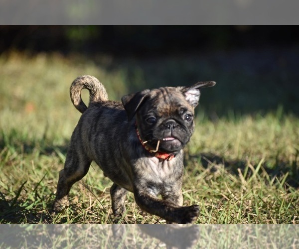 Medium Photo #4 Pug Puppy For Sale in PALM COAST, FL, USA