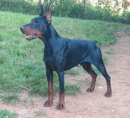 Father of the Doberman Pinscher puppies born on 07/04/2017