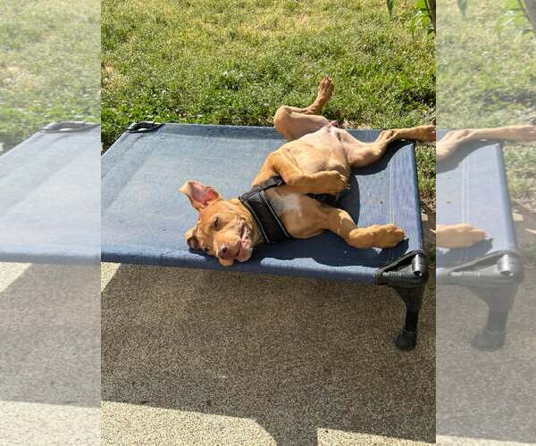 Medium Photo #5 American Staffordshire Terrier-Rhodesian Ridgeback Mix Puppy For Sale in Holly Springs, NC, USA