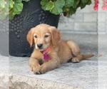 Small Photo #7 Golden Retriever Puppy For Sale in WOLCOTT, IN, USA