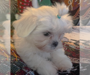 Mal-Shi Puppy for sale in LAWRENCEVILLE, GA, USA