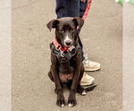 Small #10 Labrador Retriever Mix