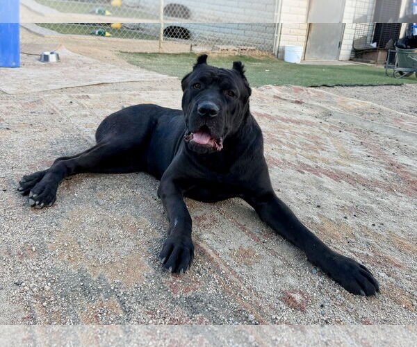 Medium Photo #5 Mutt Puppy For Sale in Goodyear, AZ, USA