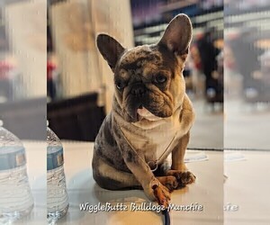 Father of the French Bulldog puppies born on 04/06/2025
