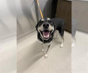 Huskies -Unknown Mix Dogs for adoption in Fairbanks, AK, USA