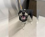 Small Huskies  Mix