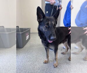 German Shepherd Dog-Unknown Mix Dogs for adoption in Pasadena, TX, USA