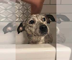 Mutt Dogs for adoption in Forest, VA, USA