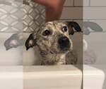 Small Mutt