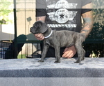 Small Photo #8 Cane Corso Puppy For Sale in CHULA VISTA, CA, USA