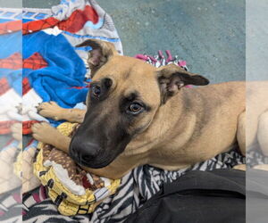 German Shepherd Dog-Unknown Mix Dogs for adoption in Chico, CA, USA