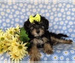 Small Photo #5 Poodle (Miniature)-Shorkie Tzu Mix Puppy For Sale in KIRKWOOD, PA, USA
