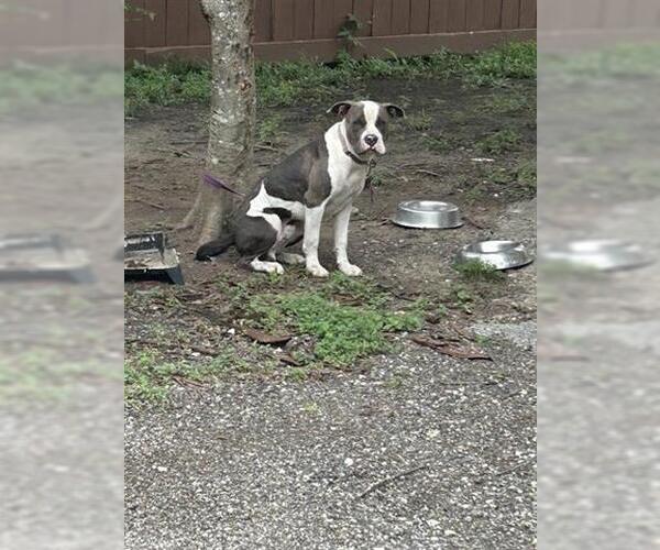 Medium Photo #1 American Pit Bull Terrier Puppy For Sale in Houston, TX, USA