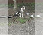 Small American Pit Bull Terrier