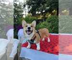 Small #5 Pembroke Welsh Corgi