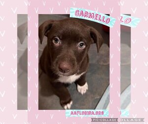 Chocolate Labrador retriever-Unknown Mix Dogs for adoption in Pensacola, FL, USA