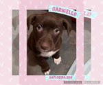 Small Photo #1 Chocolate Labrador retriever-Unknown Mix Puppy For Sale in Pensacola, FL, USA