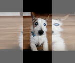 Small #3 Jack Russell Terrier Mix