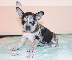 Faux Frenchbo Bulldog Puppy for sale in SHILOH, OH, USA