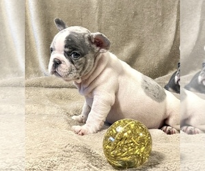French Bulldog Puppy for sale in PHOENIX, AZ, USA