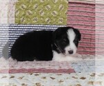 Small Photo #50 Miniature Australian Shepherd Puppy For Sale in HARRISON, OH, USA