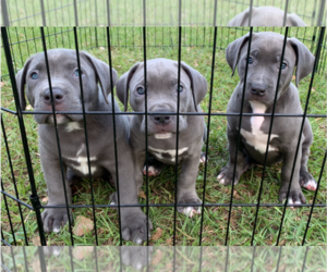 American Pit Bull Terrier Puppy for sale in FORT WALTON BEACH, FL, USA