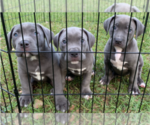 Small Photo #1 American Pit Bull Terrier Puppy For Sale in FORT WALTON BEACH, FL, USA