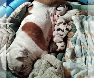 Mother of the English Bulldog puppies born on 04/22/2025