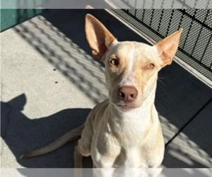 Labrador Retriever Dogs for adoption in Redwood City, CA, USA