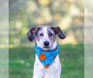 Plott Hound-Unknown Mix Dogs for adoption in Unionville, PA, USA