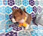 Small #2 Pembroke Welsh Corgi