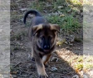 Medium German Shepherd Dog