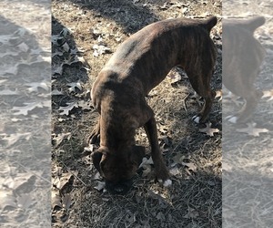 Mother of the Boxer puppies born on 11/12/2020