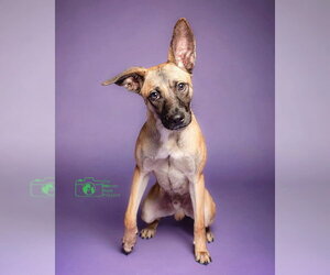 Chihuahua-Unknown Mix Dogs for adoption in Imlay City, MI, USA