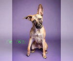 All-Star Soccer Litter - PelÃ© - Located in FL - Male Chihuahua-Unknown Mix Dog for Adoption - Small photo