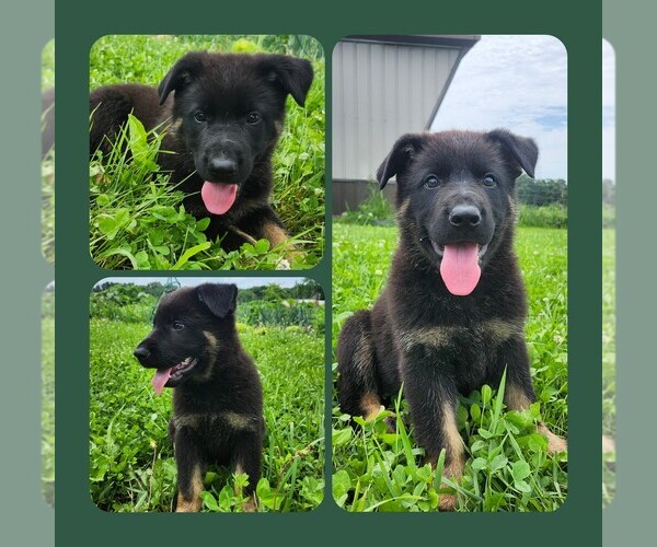 Medium Photo #3 German Shepherd Dog Puppy For Sale in BROOKFIELD, MO, USA