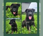 Small #2 German Shepherd Dog