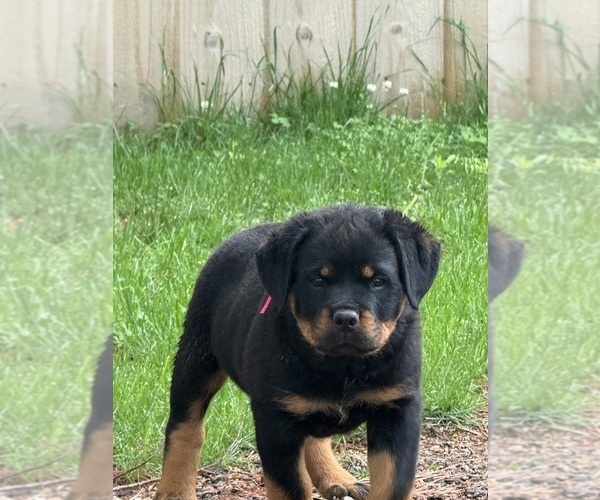Medium Photo #1 Rottweiler Puppy For Sale in STILESVILLE, IN, USA