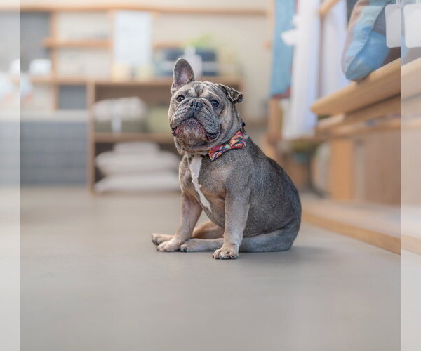 Medium Photo #7 French Bulldog Puppy For Sale in Marina Del Rey, CA, USA