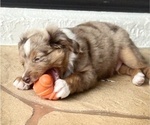 Small #5 Miniature Australian Shepherd