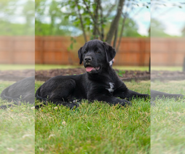Medium Photo #2 Labrador Retriever-Unknown Mix Puppy For Sale in Genesee, WI, USA