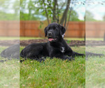 Small #1 Labrador Retriever Mix